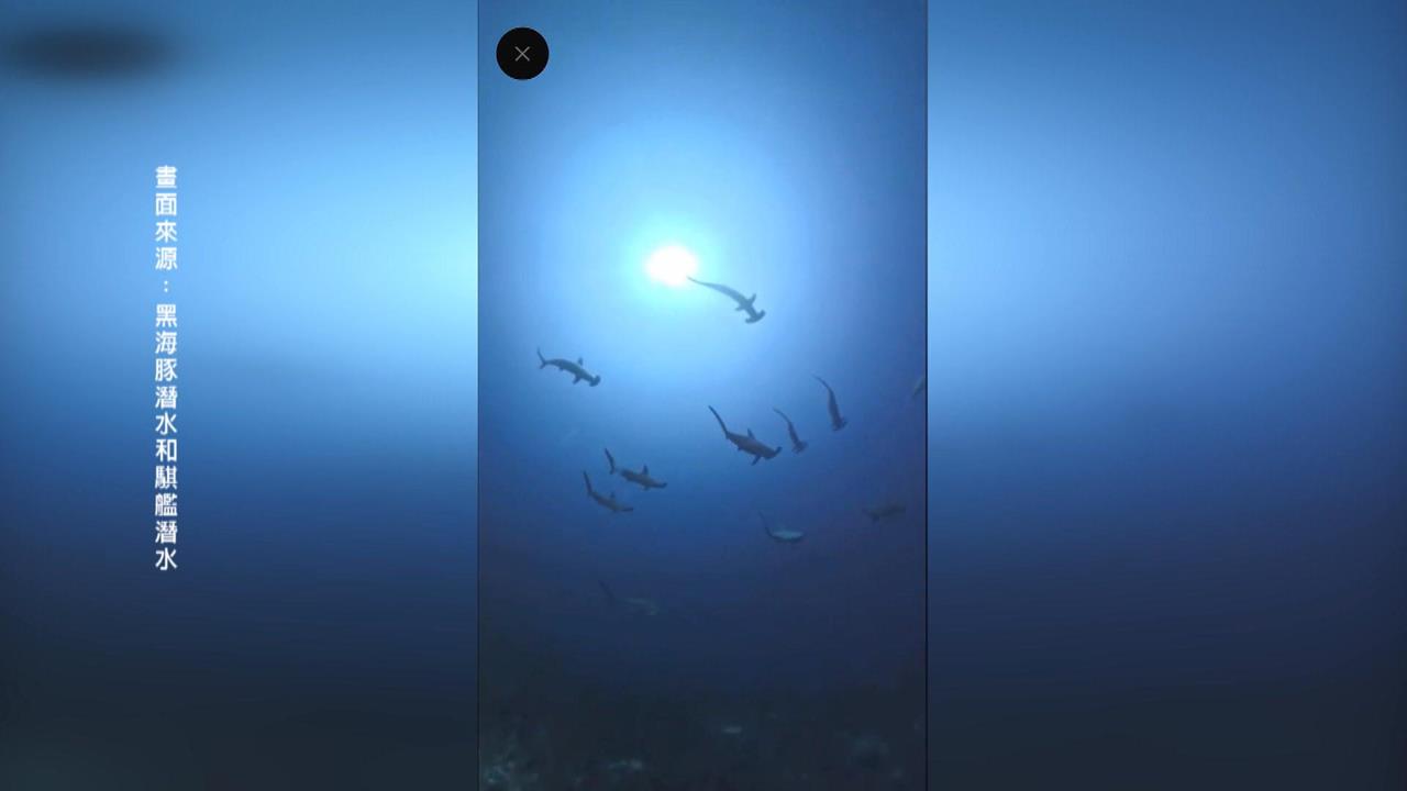 不用去日本！「錘頭鯊風暴」現蹤墾丁海域　潛水客驚呼連連