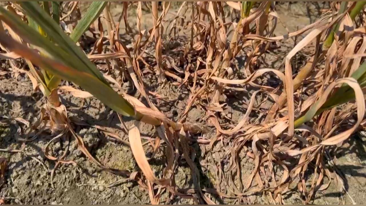 很心酸！蒜頭「結球期」遇蟲害　雲林蒜農收成恐減半