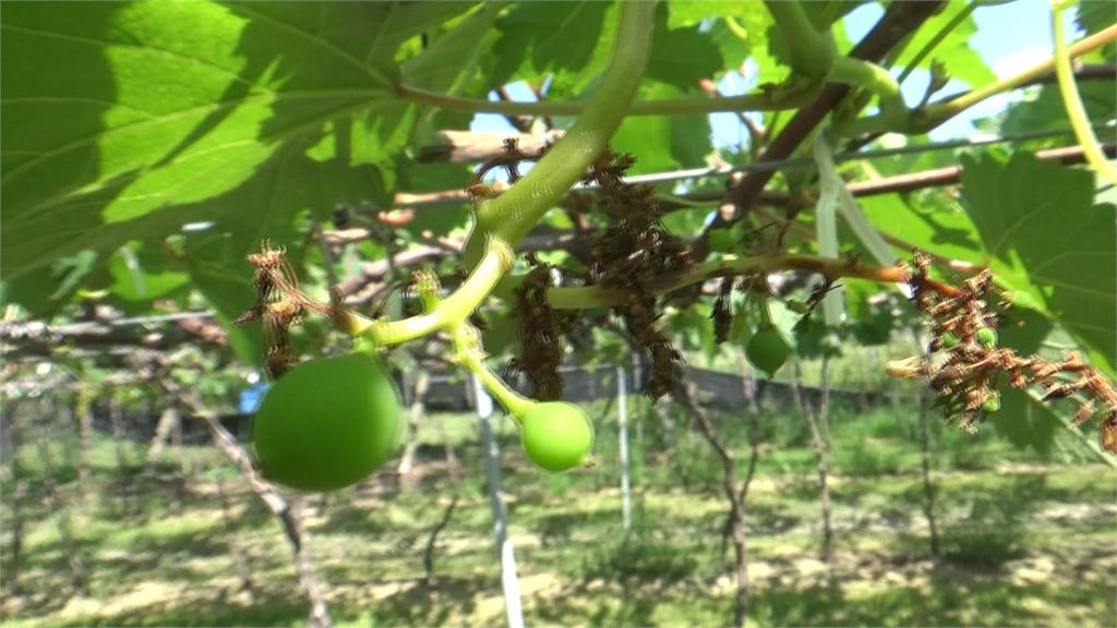 太熱！彰化埔心葡萄花枯萎　葡萄「冬果」恐減產5成