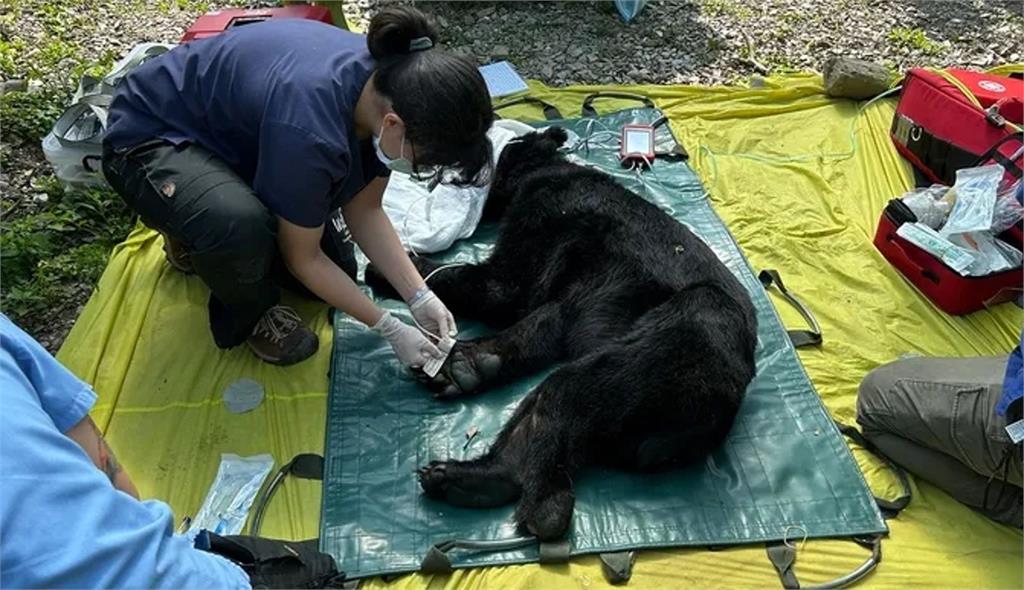 斷掌黑熊「達古阿里」野放3個月竟暴瘦28kg　再度誤闖聚落！今晨成功捕獲