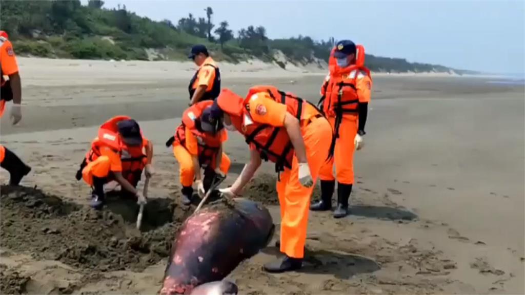 苗栗海域一週內2起鯨豚擱淺死亡 專家將釐清死因