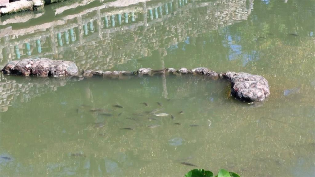 嘉義不肖民眾埤塘「蜈蚣籠」捕魚蝦　反害逾4百烏龜喪命