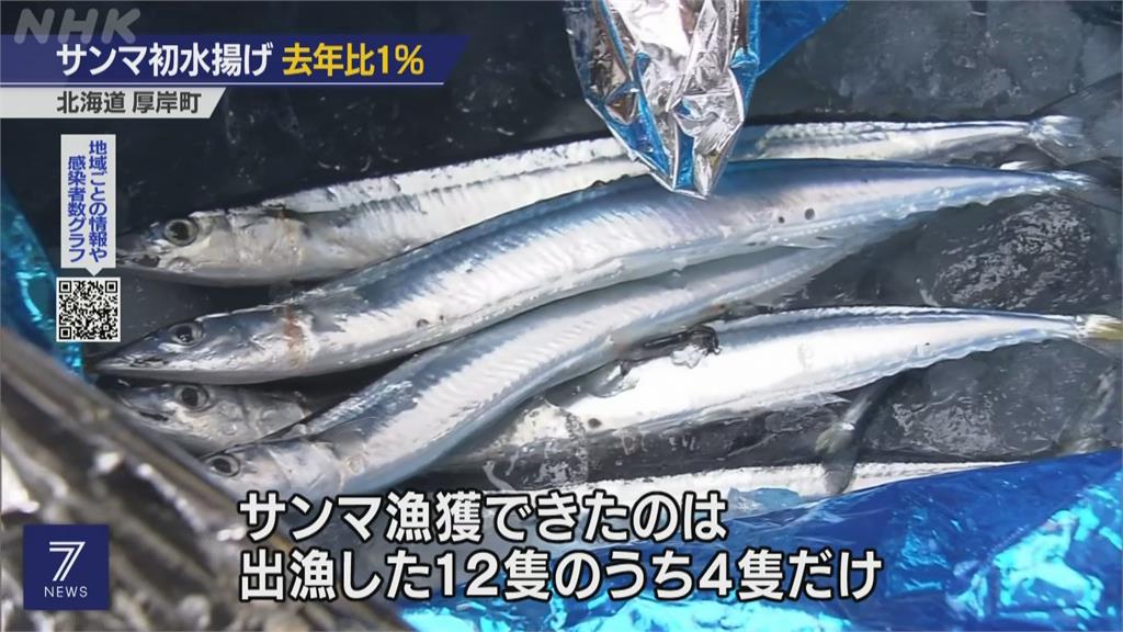 捕光了？北海道開放舷提網捕秋刀魚 首批漁獲量竟然僅去年1%