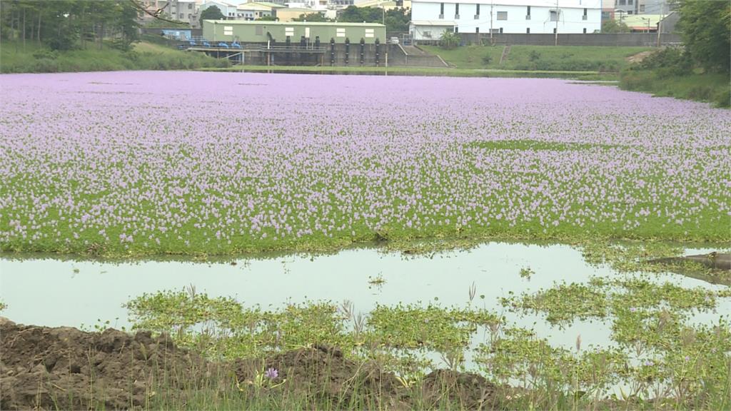布袋蓮淡紫花海盛開！水利局加速清理中