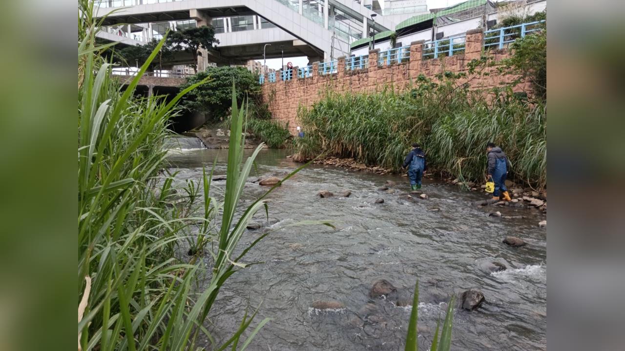 快新聞/新北「公司田溪」驚傳遭油汙染!稽查員穿青蛙裝追蹤 兇手曝光了