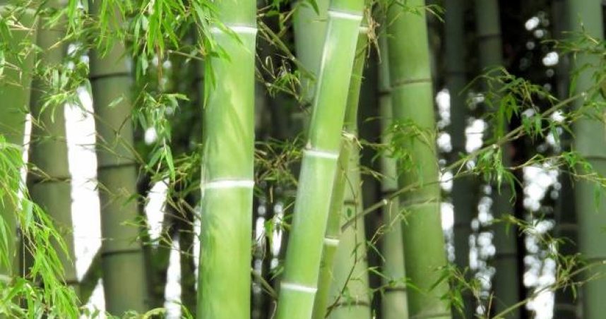 行善捐款、擺放幸運竹!白露納福3招曝 3生肖要轉運了