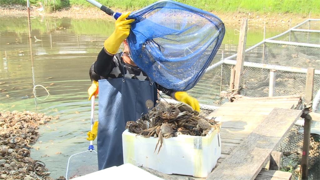 中國進口大閘蟹 戴奧辛超標恐流入市面