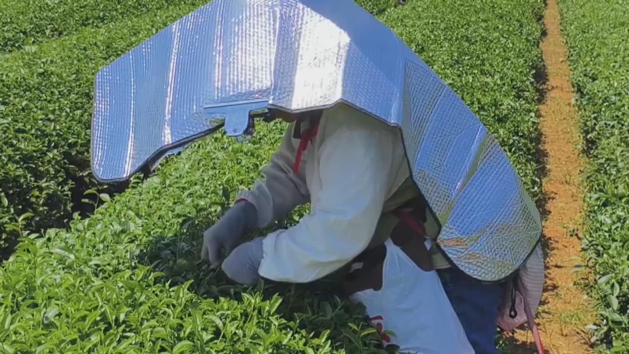 避暑新招！　茶農身上披「車用遮陽板」防止曬傷