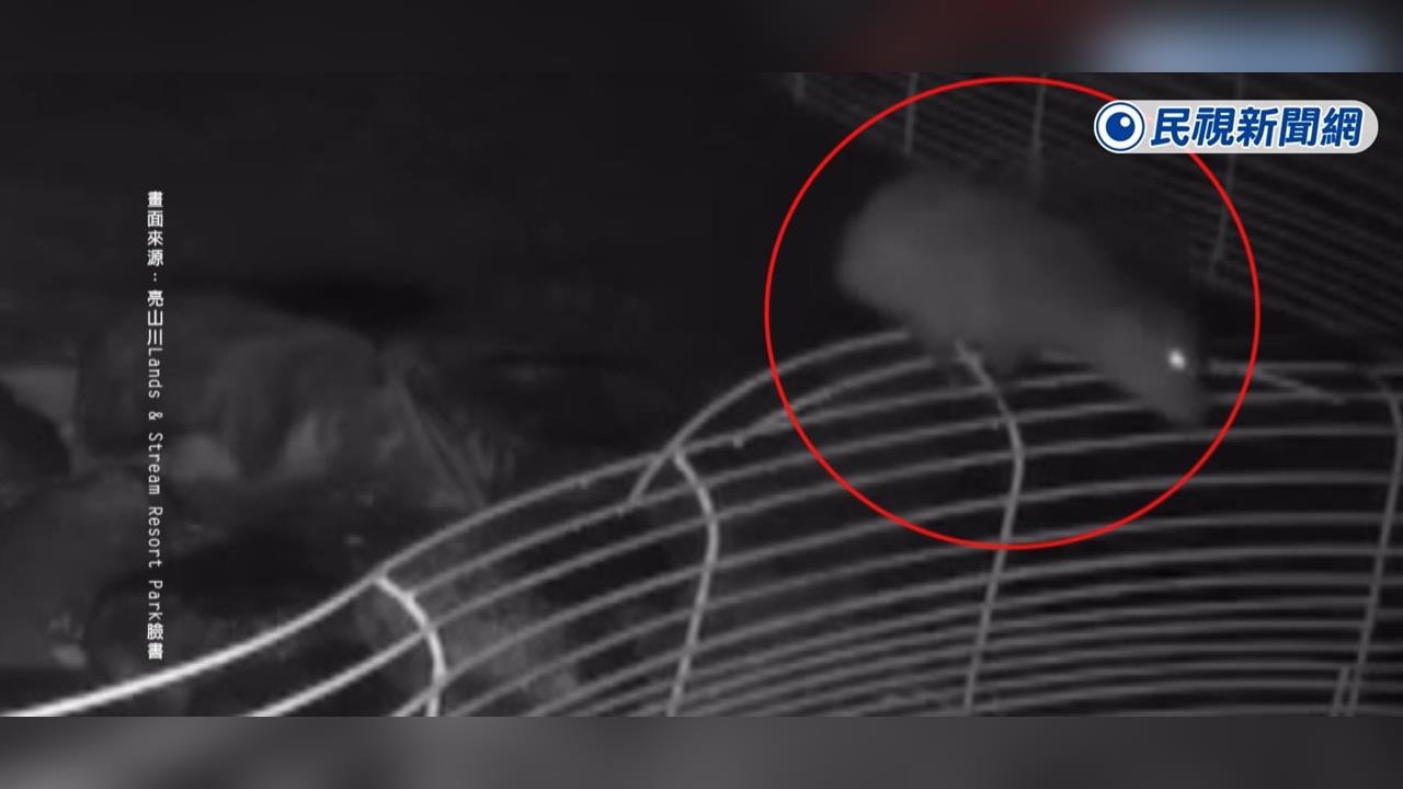 颱風天前蹺家! 水豚君跳"90公分高圍籬"脫逃 主人協尋