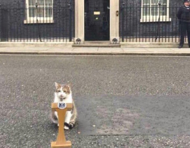 嘲諷英政府上演鬧劇　特拉斯下台「英國第一貓」發文：國王要我當首相