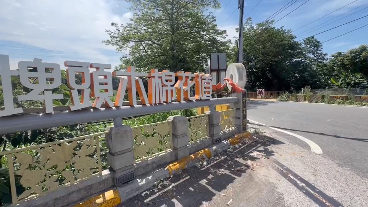 橘紅花海!彰化木棉花開兩樣情 掉落棉絮、果實影響健康及交通