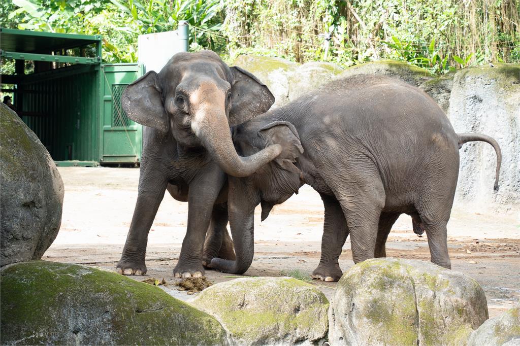 北市動物園亞洲象遷居！照養團隊推「氣味減敏」防大象壓力