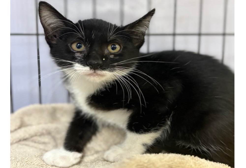 幼貓頭卡桌縫險窒息　新北動保員救出取名「卡卡」待認養