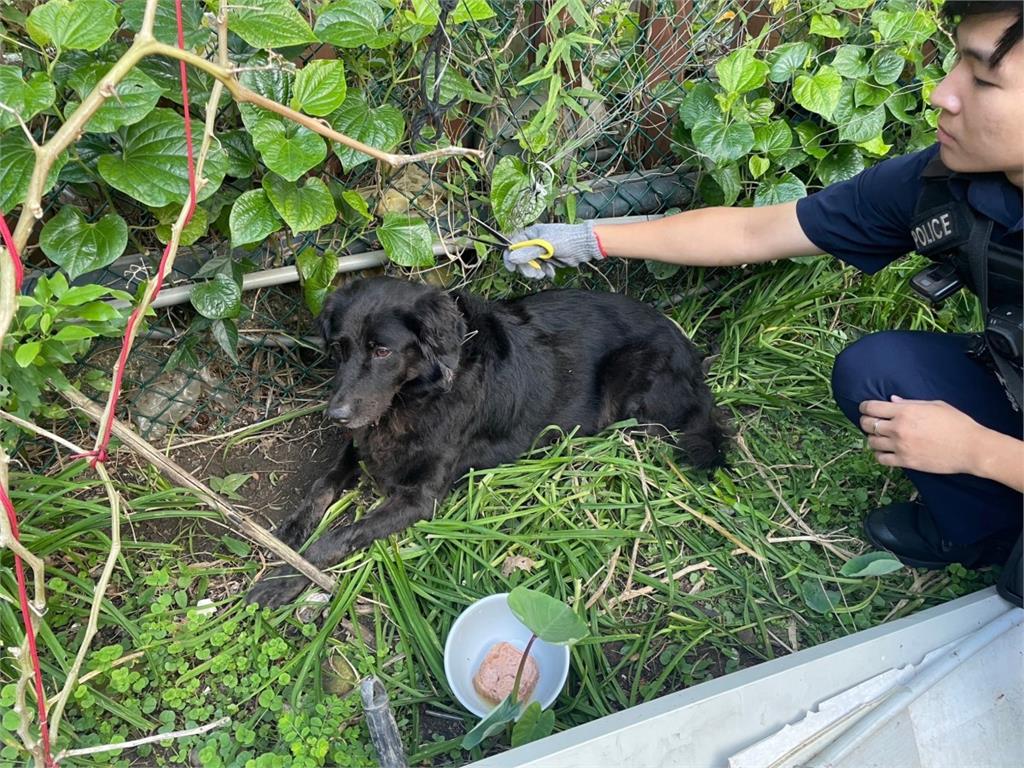 黑狗脖子被纏住動彈不得 龜山警耐心安撫助脫困