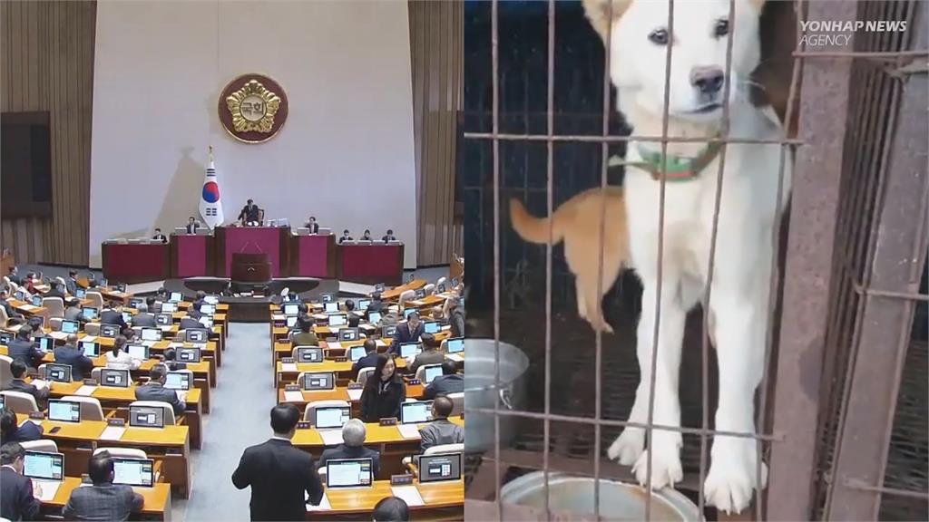 南韓通過「禁食狗肉」法案　違者最高處3年刑期