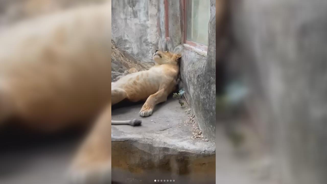 屏科大CT床台可承重300公斤 壽山動物園為13歲母獅布蕾健檢