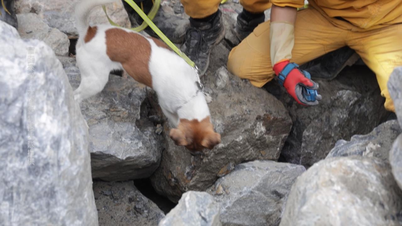 搜救犬Wilson死因遭疑　黃瓊慧爆「疑遭虐待」花蓮消防局駁斥