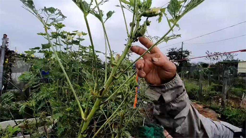 蟲蟲危機！　斜紋夜蛾幼蟲大爆發　菜田幾天就被啃爛