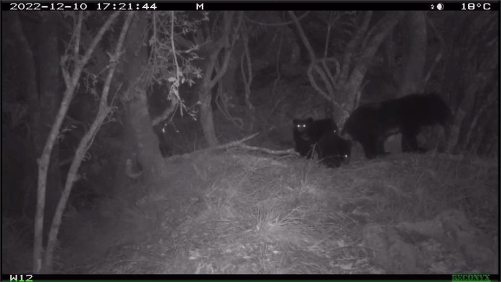 首度曝光！母熊帶3幼熊入鏡　台灣黑熊族群持續擴大中