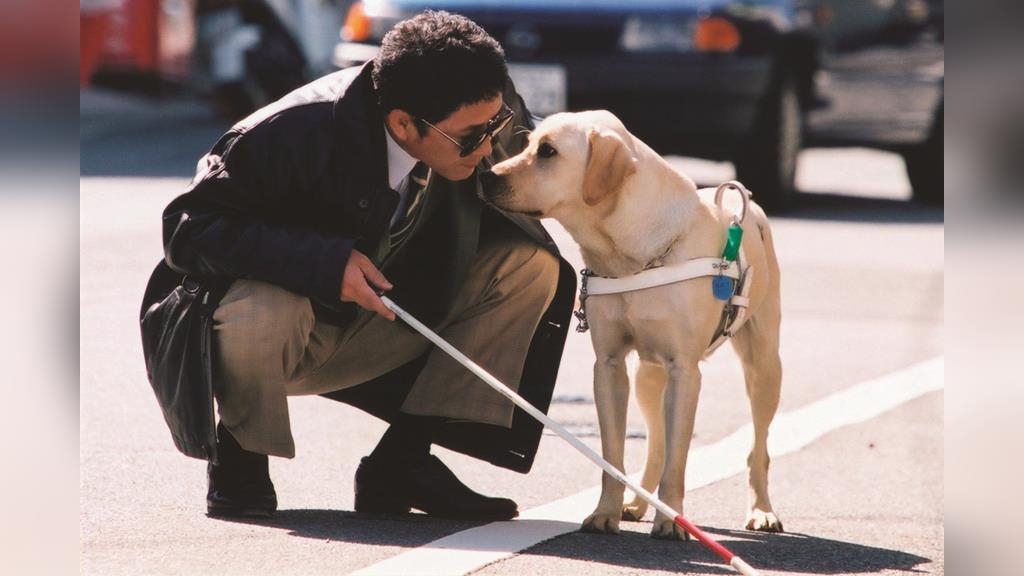 感動22年名作再現大銀幕  《再見了，可魯》推出數位經典重映