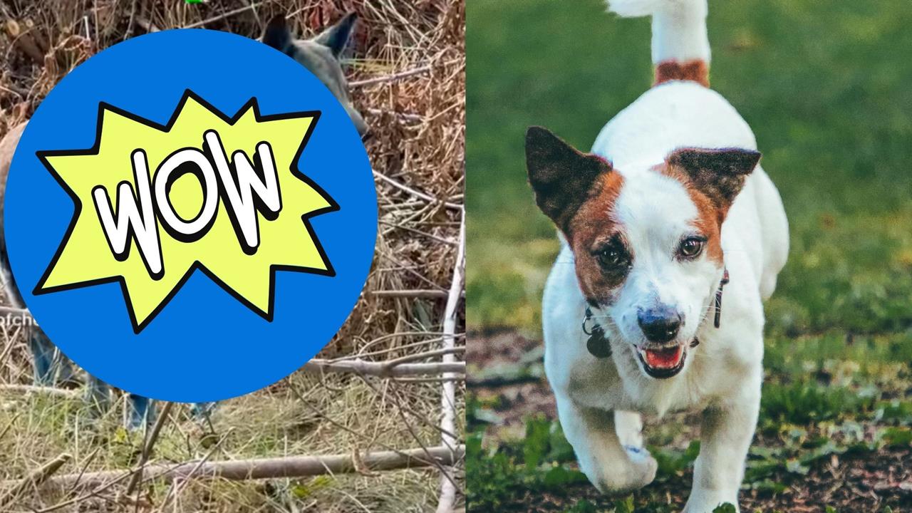 車諾比核災40年後禁區驚見「藍狗」!一週內毛色突變…研究曝:基因已變異