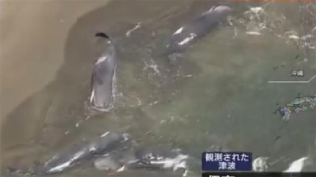 俄羅斯8.8強震影響?日本千葉海灘驚見「4頭巨大抹香鯨」集體擱淺