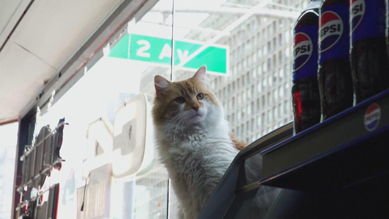 美國雜貨店貓受歡迎　民眾連署立法盼「合法上工」