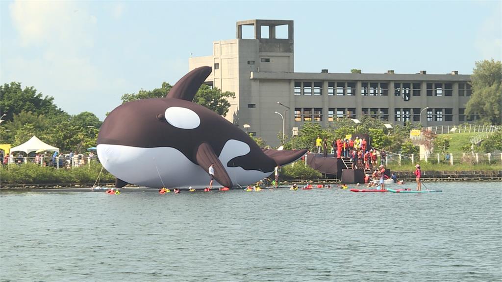 全球最大「Orca亮晶鯨」檢疫出關！百人護送游進安平港