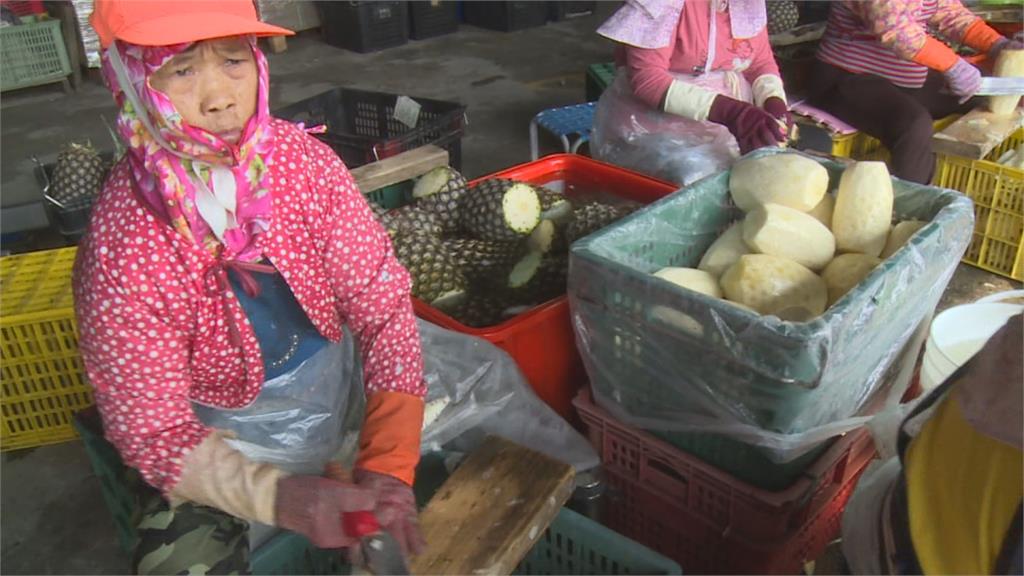 搶購鳳梨抗中國 農民呼籲勿搶收 顧好品質最重要 鳳梨盛產期還沒到