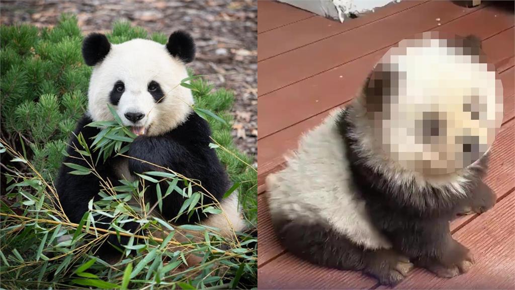 沒有貓熊狗來湊！中國動物園染毛爆改鬆獅犬　辛酸打工流出反竄紅：萌炸