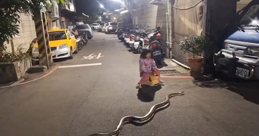 蘆洲街頭驚見超大球蟒！女童騎學步車「淡定繞過」　動保處：最重罰1.5萬