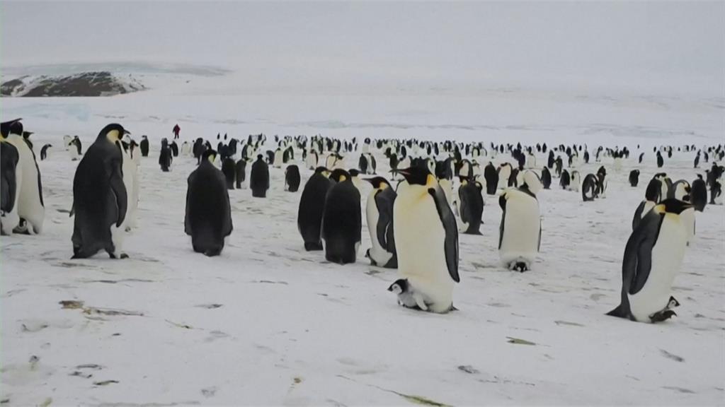 皇帝企鵝築巢　冰層融化恐害小企鵝凍死、溺死