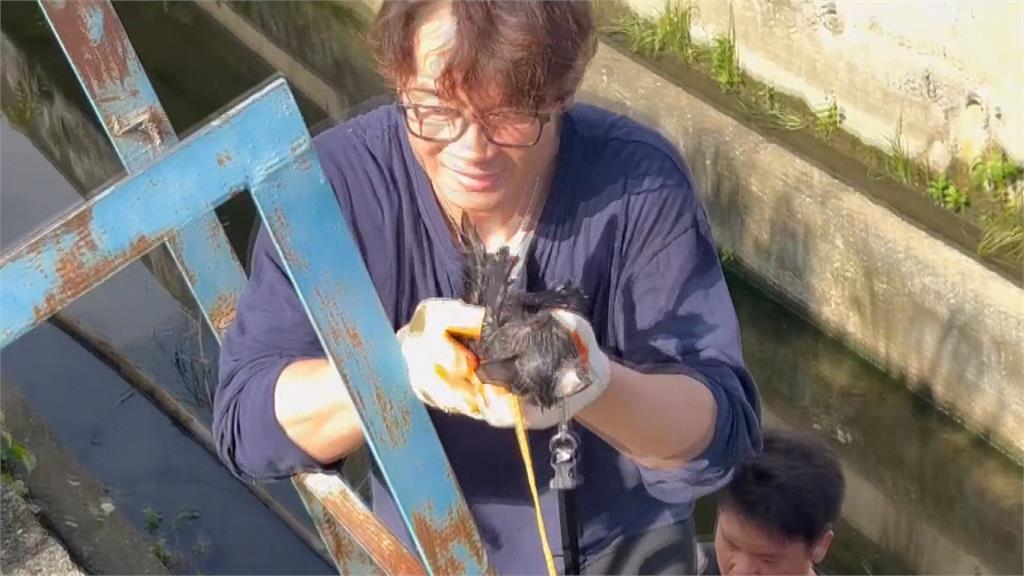 剛出生小貓鑽進排水孔受困　晨跑議員「讓貓咬指」順利救出