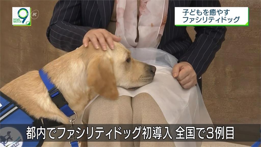 超萌「狗醫生」！日本只有3隻治療犬獲認證