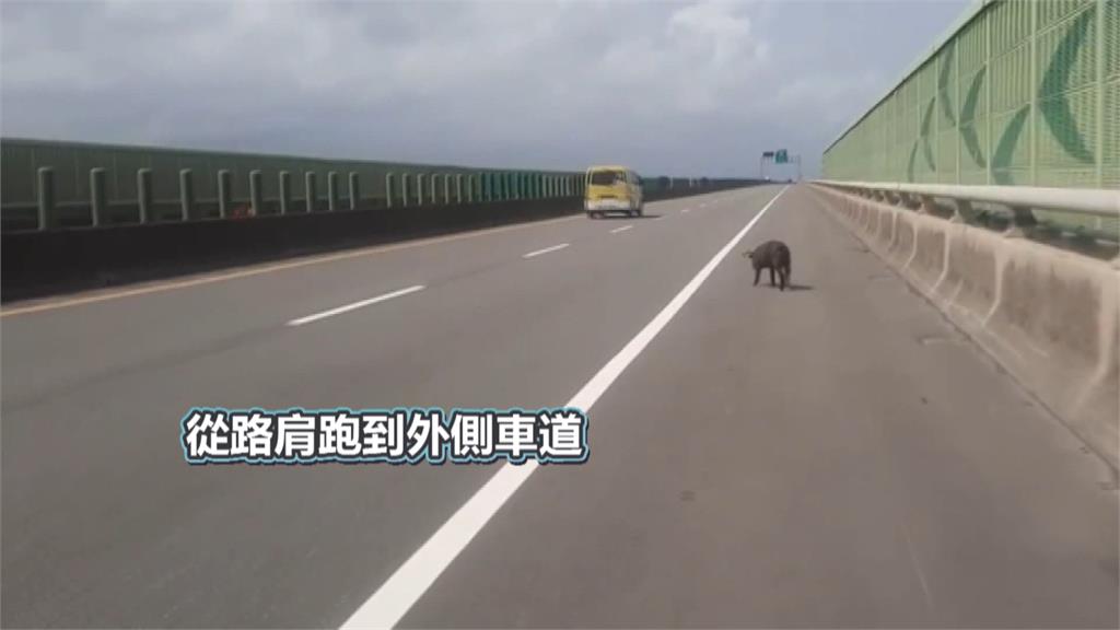 西濱快速道路有「黑豬」亂竄！　捕捉後捆綁四肢送走