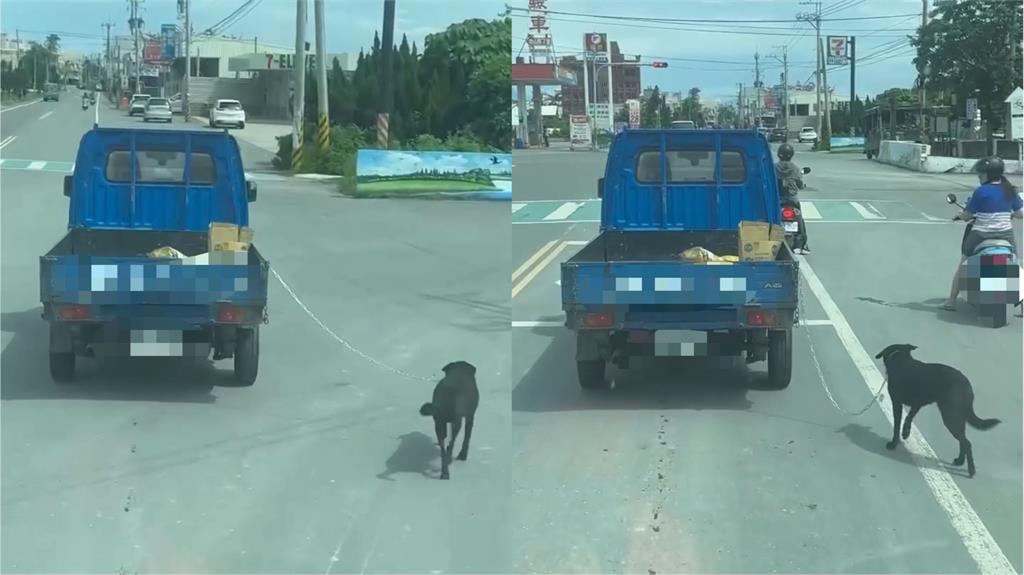 快新聞/彰化超扯司機「開車遛狗」!網暴怒 動物防疫所要查了
