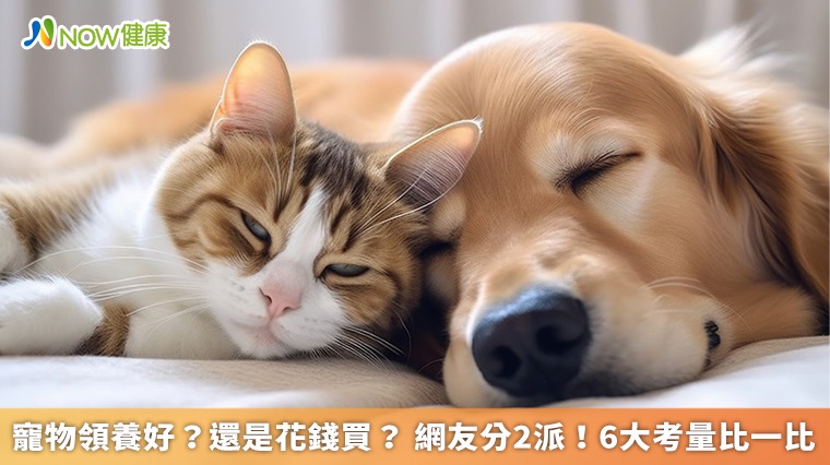 寵物領養好？還是花錢買？ 網友分2派！6大考量比一比