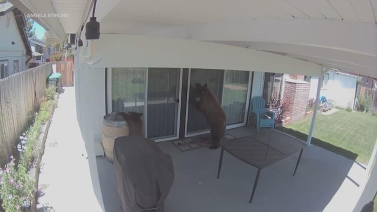 闖空門累犯!黑熊母子遭下格殺令 動保團體請命救熊