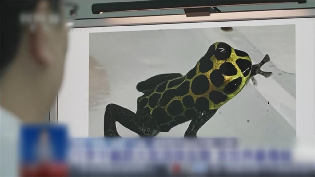 上海浦東機場截獲活體動物　驚見世界最毒蛙類