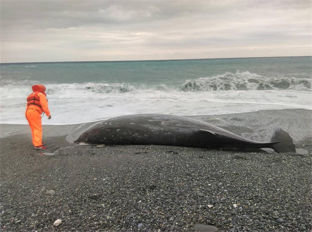 大型鯨豚擱淺花蓮海邊 身上有多處外傷