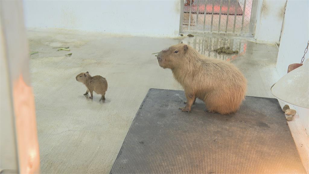 高雄壽山動物園喜迎水豚寶寶　2月開放網路投票廣邀民眾幫取名