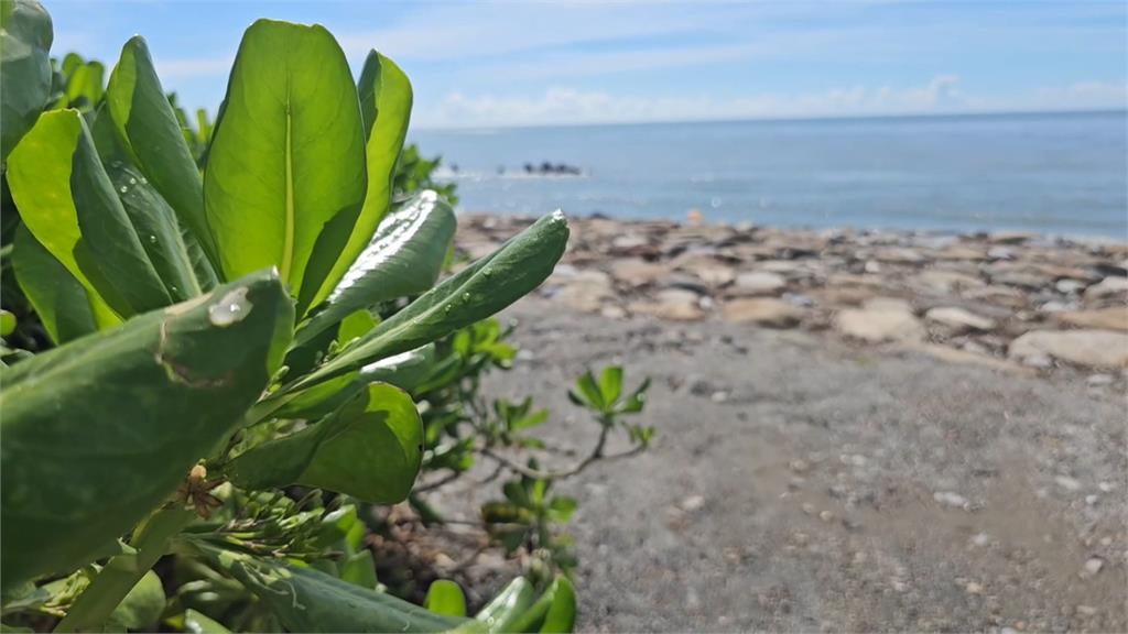悚！花蓮海灘驚見女浮屍　竟是遭男狠心推入海