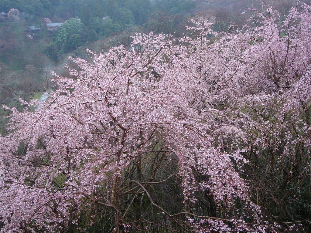 日韓最新賞櫻情報出爐！東京3月底開花、清明連假衝首爾　入住《單身即地獄4》同款天堂島飯店