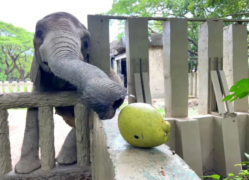 快新聞／萌爆！壽山動物園過中秋　大象、浣熊「狂嗑嫦娥柚子」可愛模樣曝