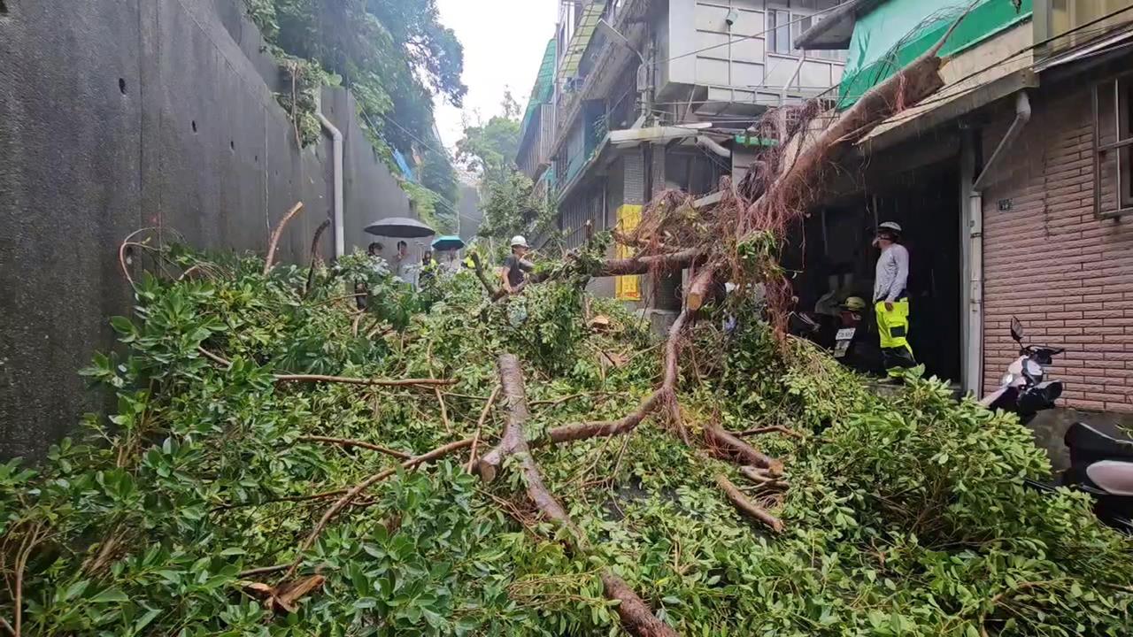 基隆修樹不慎驚傳意外　樹幹倒塌砸中民宅