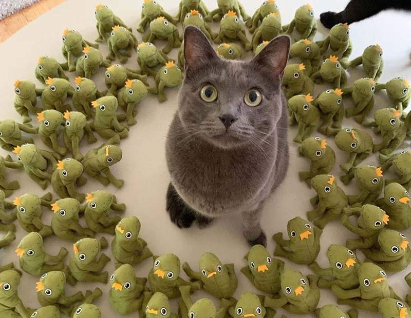 《貓咪與她的青蛙大軍》每天沐浴在幾百雙崇拜的目光下已經無感了(ΦωΦ)