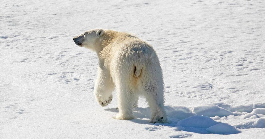 北極熊為了活下去「正在改寫DNA」　科學震撼發現：最後手段自救