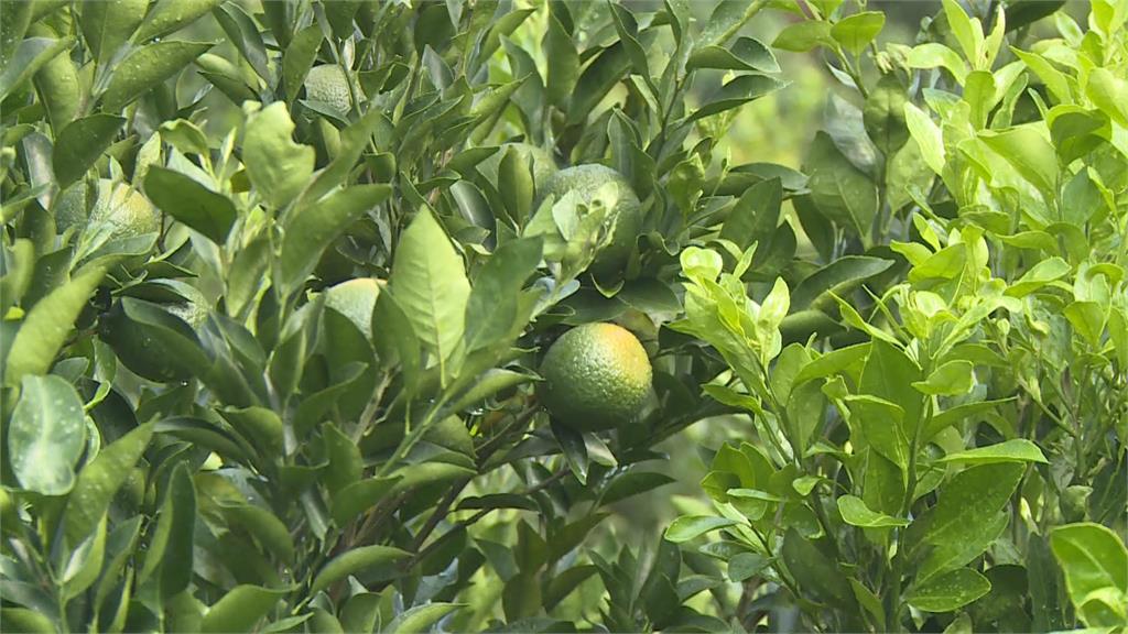 竹崎鄉柑橘嚴重曬傷　果農欲哭無淚：60年來最嚴重