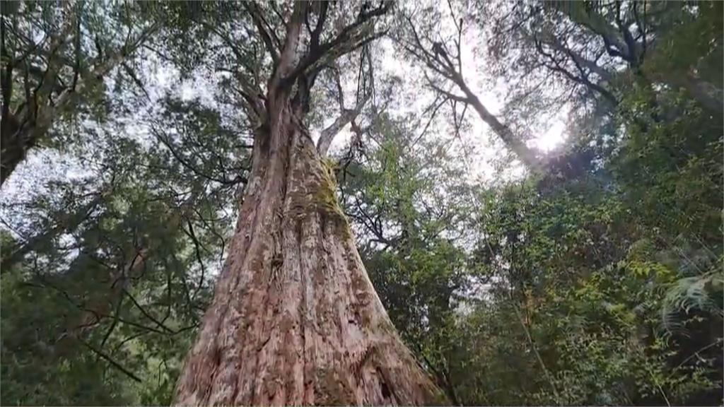 雲霧巨木群美景　拉拉山國家森林遊樂區開園