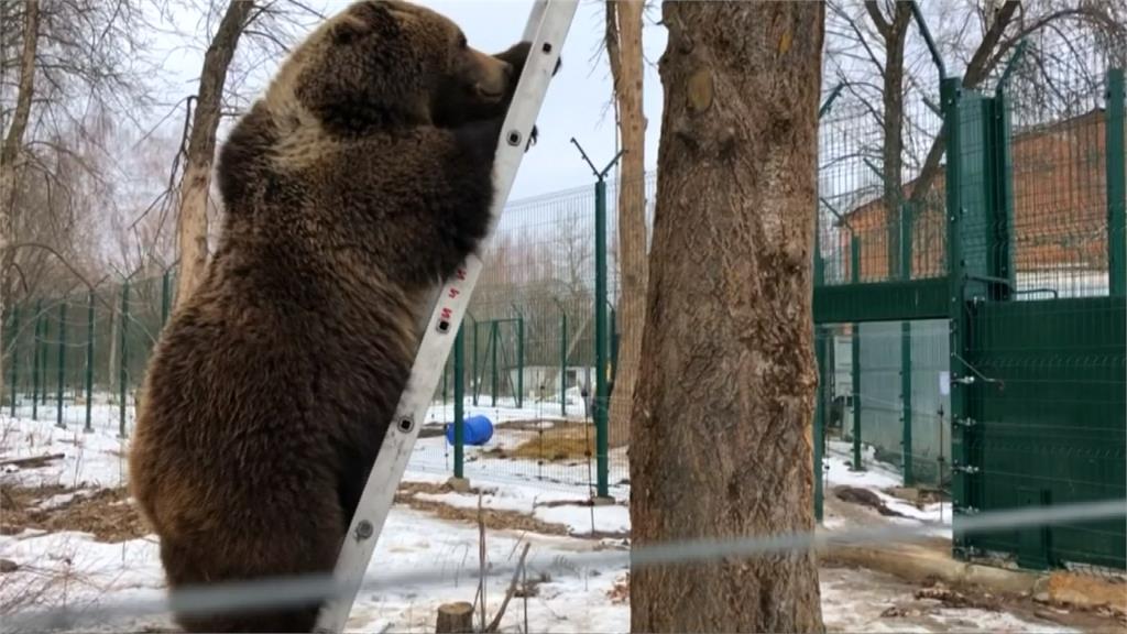 俄飛行員3年前撿到棕熊幼崽  如今體型龐大